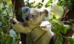 Koala in a tree in Australia
