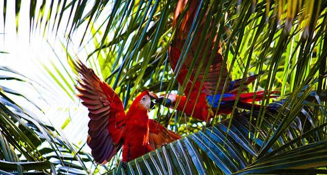 Picture of a parrot in Costa Rica