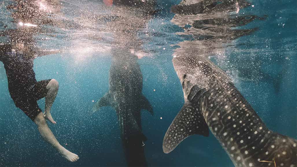 swiming with whale shark in Western Australia